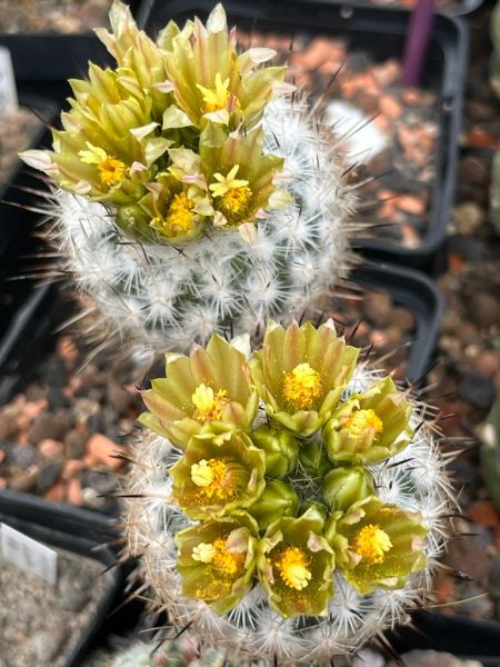 Gymnocactus beguinii var. hintoniorum